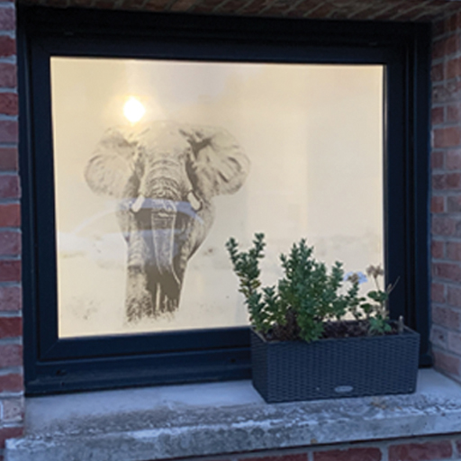 vitrophanie-animalier-lille 2